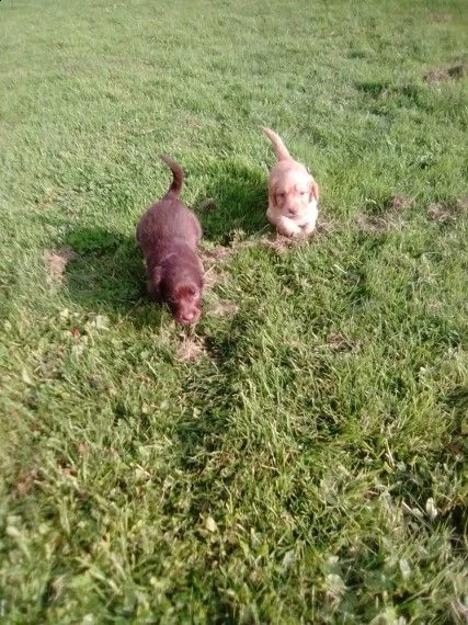 cucciolo di cocker spaniel  | Foto 2