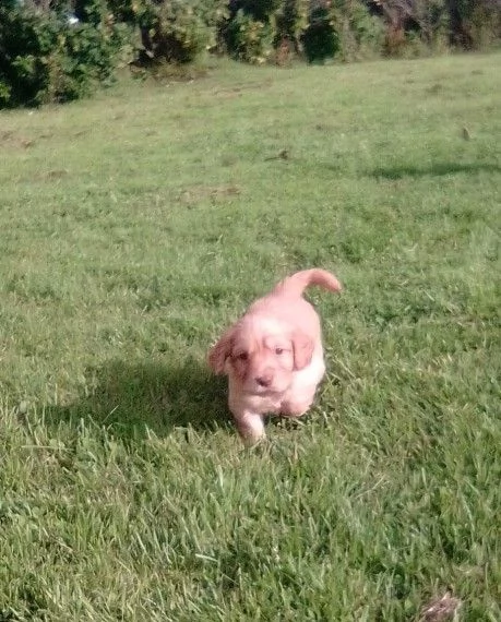 cucciolo di cocker spaniel  | Foto 0