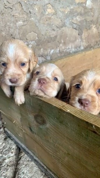 cucciolo di cocker spaniel 