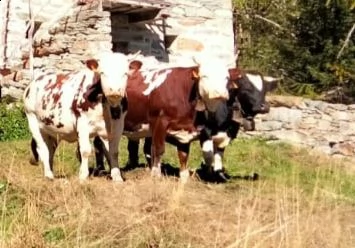 manze pregne di pura razza valdostana