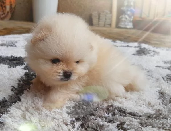 vendo cuccioli di pomerania addestrati a casa