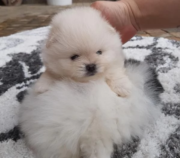 vendo cuccioli di pomerania addestrati a casa | Foto 6