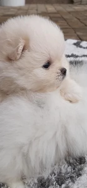 vendo cuccioli di pomerania addestrati a casa | Foto 5