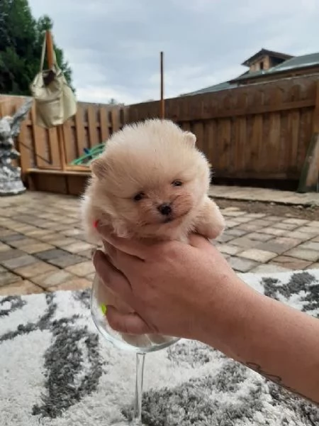 vendo cuccioli di pomerania addestrati a casa | Foto 4