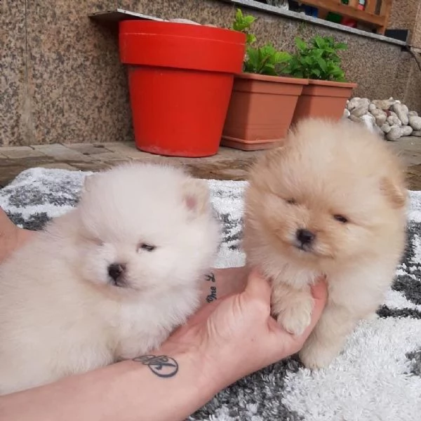 vendo cuccioli di pomerania addestrati a casa | Foto 1