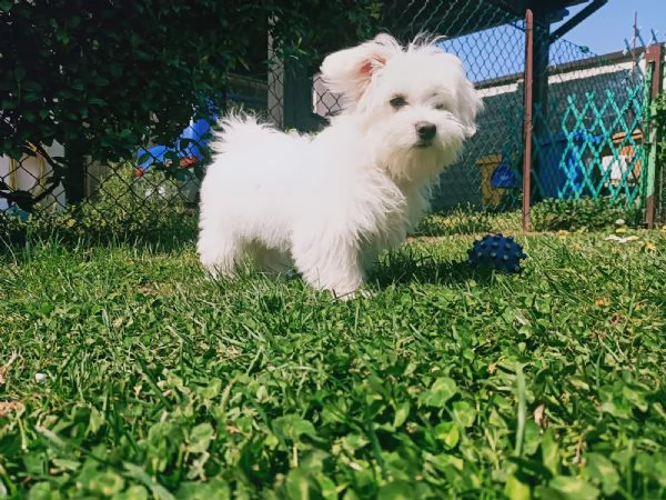 cuccioli di maltese mini toy | Foto 4