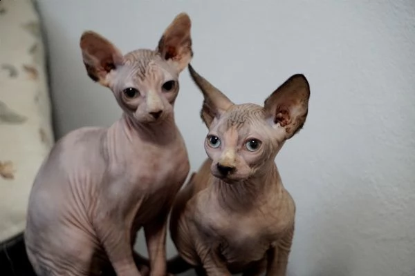 sphynx cuccioli
