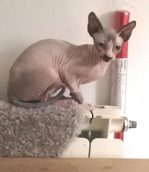 sphynx cuccioli | Foto 1