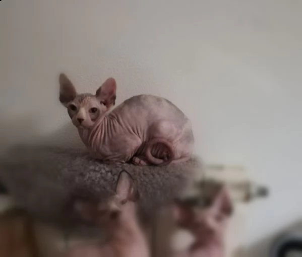 sphynx cuccioli | Foto 0