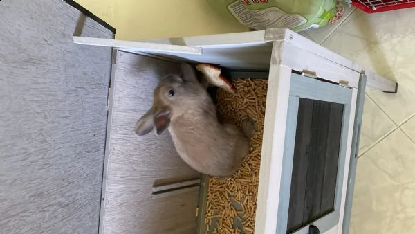 coniglio bellissimo colore bedje di circa 1,8 kg  | Foto 1