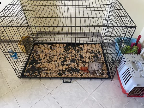 coniglio bellissimo colore bedje di circa 1,8 kg  | Foto 0