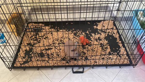 coniglio bellissimo colore bedje di circa 1,8 kg 