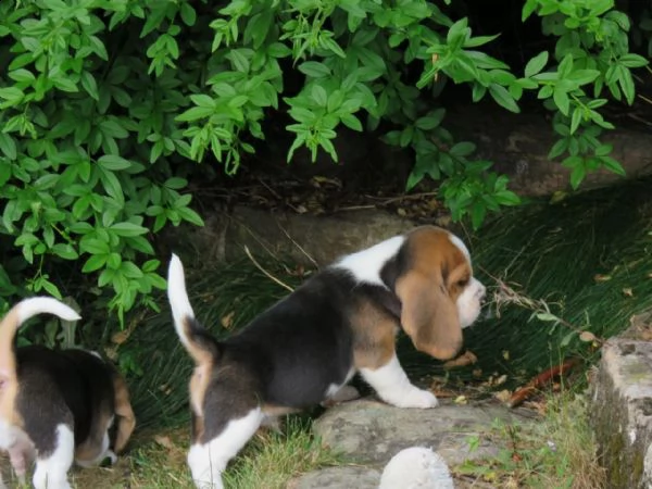 cuccioli beagle tricolore | Foto 5