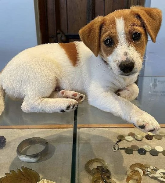 regalo adorabili cuccioli  jack russel bianco femminucce e maschietti disponibili
