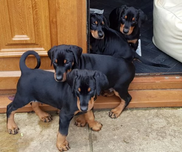 bellissimi cuccioli di doberman