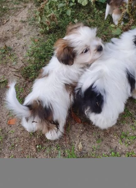 02793 cuccioli di shih tzu ❤️