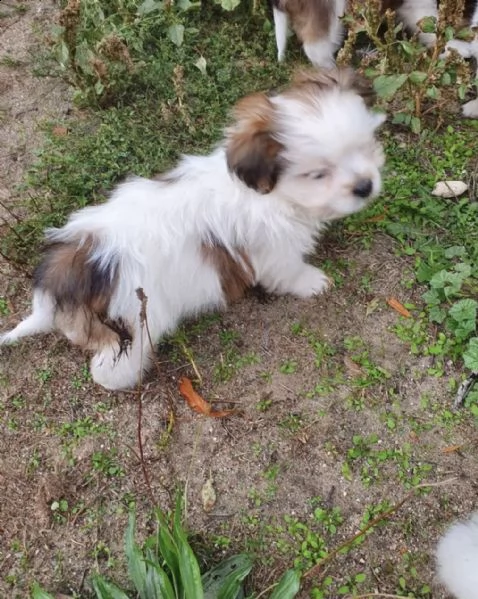 02793 cuccioli di shih tzu ❤️ | Foto 1