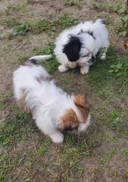 02793 cuccioli di shih tzu ❤️ | Foto 0