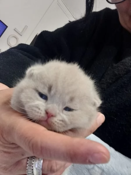 Cuccioli di British Shorthair  | Foto 0