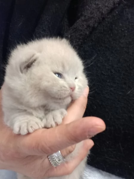 Cuccioli di British Shorthair 