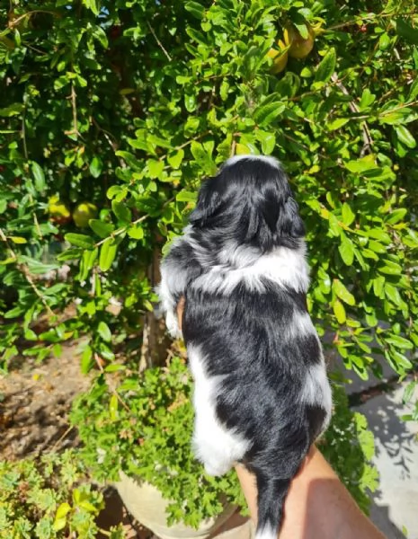 cucciolo maschio di shitzu  | Foto 1