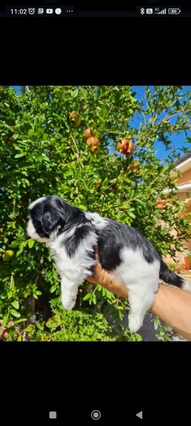 cucciolo maschio di shitzu 