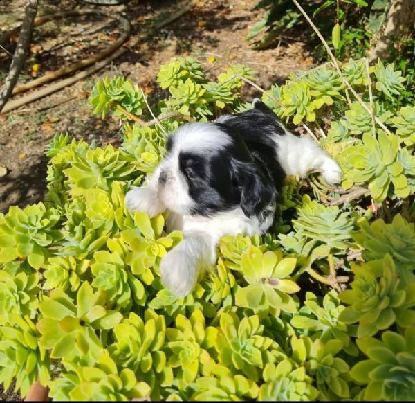 cucciolo maschio di shitzu  | Foto 0