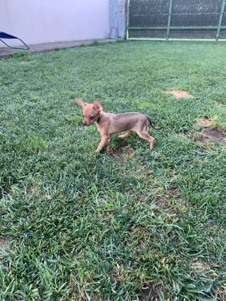 Cuccioli di Pinscher | Foto 0