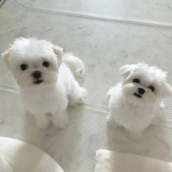 cuccioli di maltese toy | Foto 1