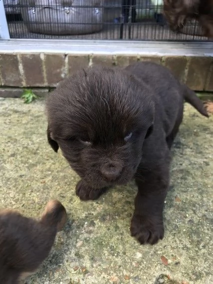regalo cuccioli di terranova