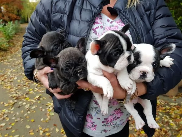 regalo cuccioli di bulldog francese