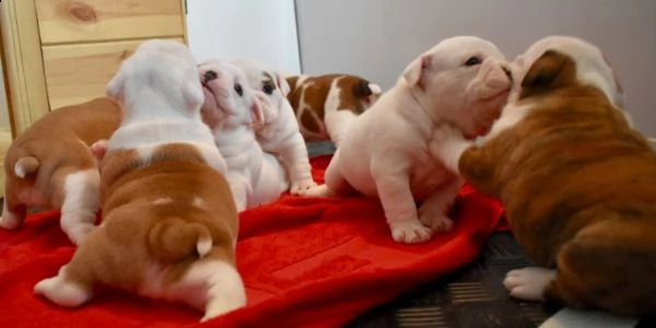 regalo bulldog inglese cuccioli disponibili