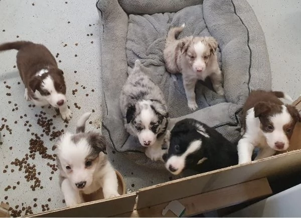  adorabili cuccioli di border collie in regalo 