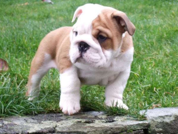 regalo bulldog inglese cuccioli disponibili