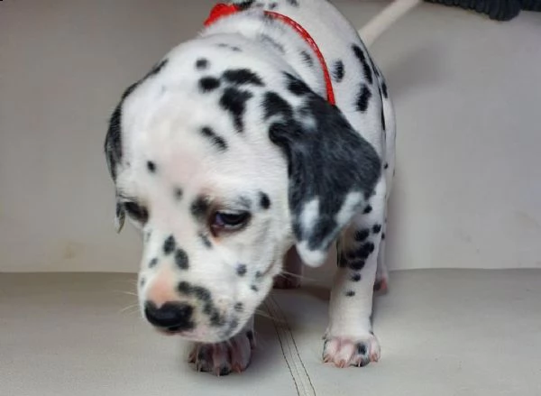 regalo dalmata cuccioli 