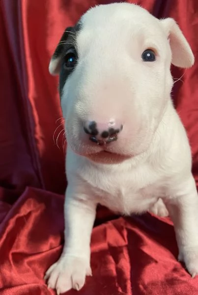 adorabili cuccioli di bull terrier  femminucce e maschietti disponibili per ladozione gratuita 