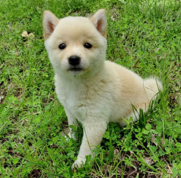 regalo cuccioli di shiba inu 