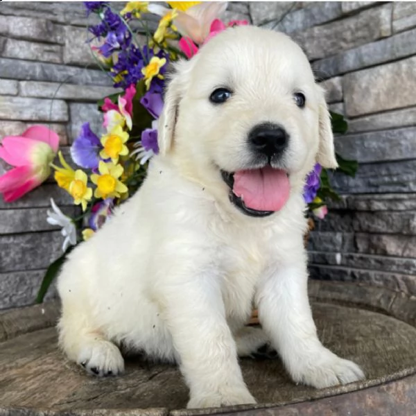 regalo cuccioli di golden retriver 