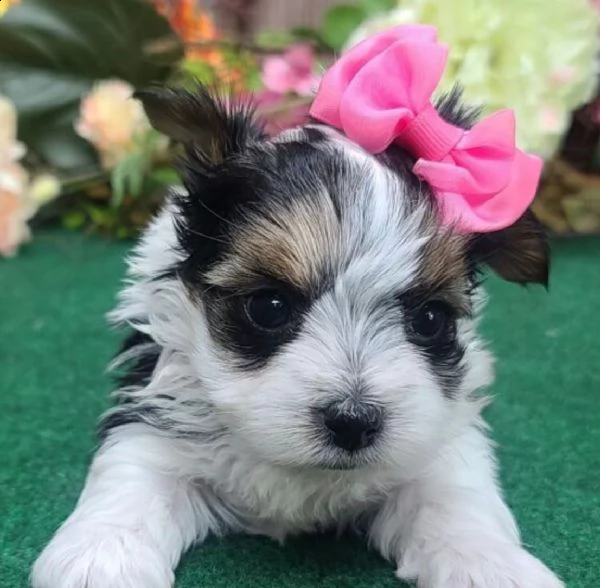 regalo bellissimi cuccioli allevati shihtzu colore bianco e nero