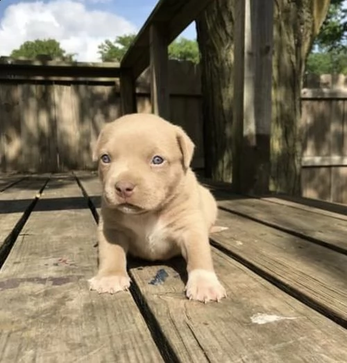  regalo cuccioli labrador 