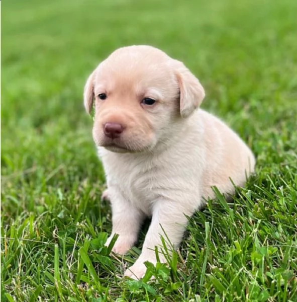 regalo bellissimi cuccioli di labrador 