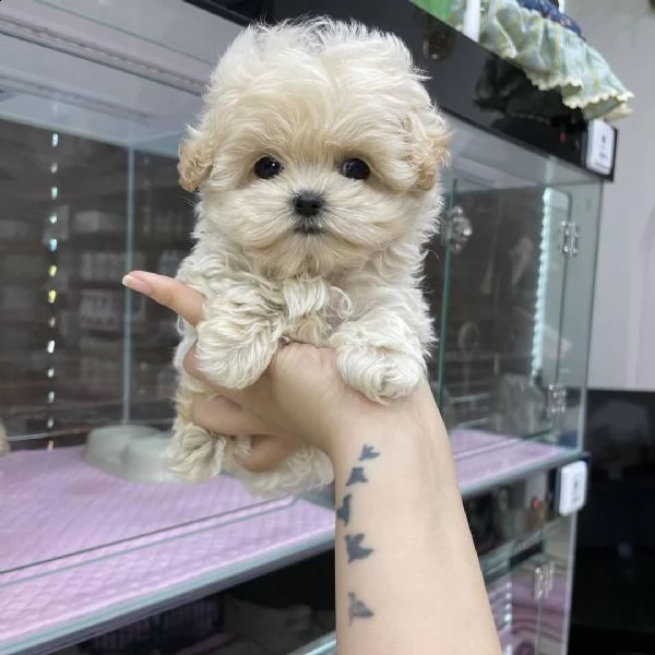 regalo barboncino cuccioli