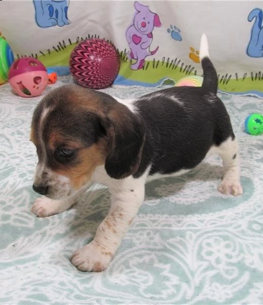 regalo beagle cuccioli meravigliosi ! 