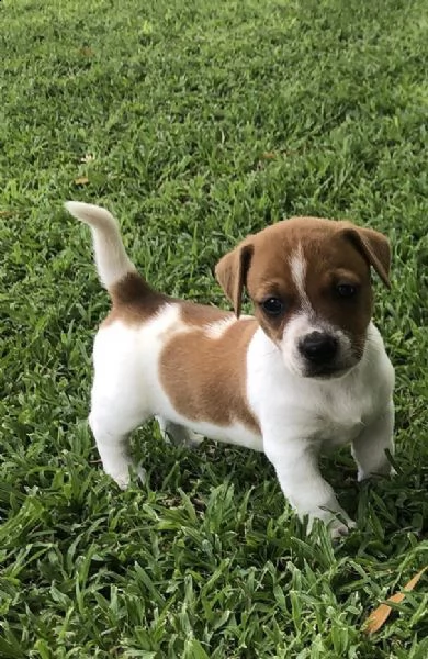 regalo jack russel cuccioli meravigliosi  