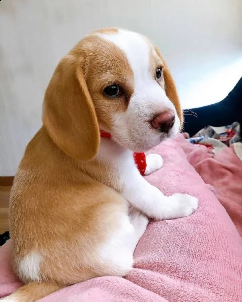 regalo beagle cuccioli meravigliosi  