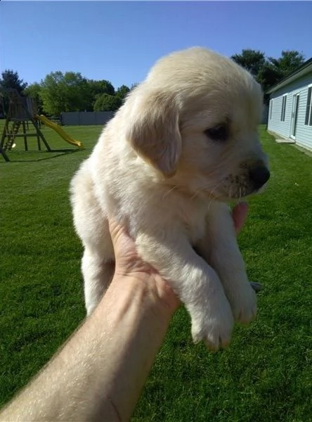  regalo goldern retreiver cuccioli meravigliosi  