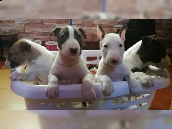  adorabili cuccioli di bull terrier in regalo