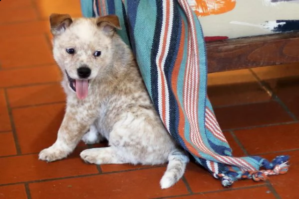australian cattle dog  cuccioli meravigliosi | Foto 4
