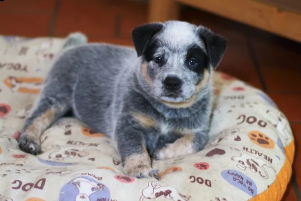 australian cattle dog  cuccioli meravigliosi