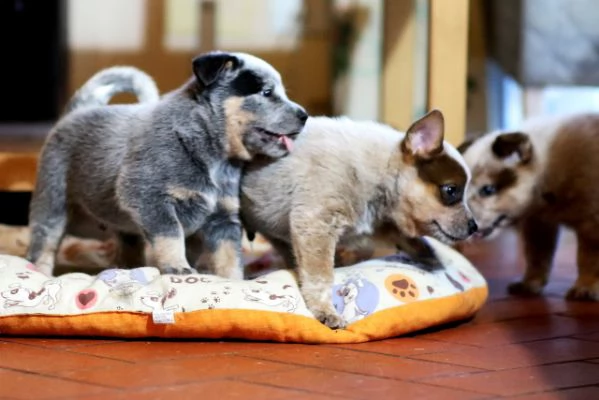 australian cattle dog  cuccioli meravigliosi | Foto 3